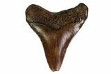 Juvenile Megalodon Tooth - Georgia #158759-1
